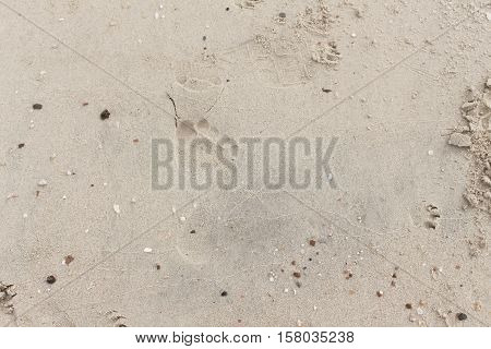 footprint of tourist on sand  background .