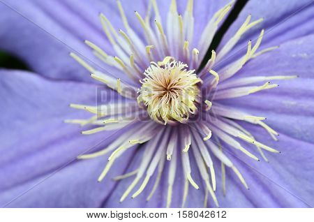 Flax Flowers Close Up