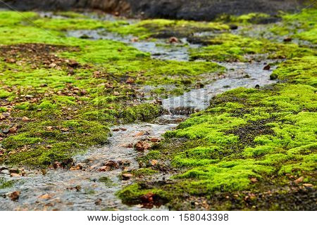 Valley National Park Landmannalaugar. Magnificent Iceland in the August. juicy green Icelandic moss and the creek