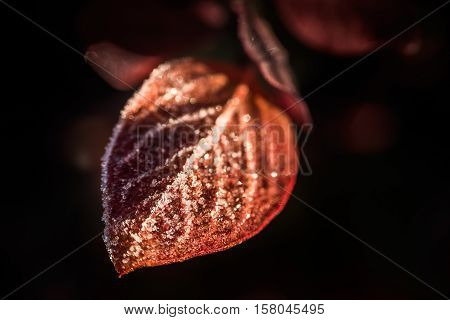 Macro closeup of frost ice crystals on blueberry leaves