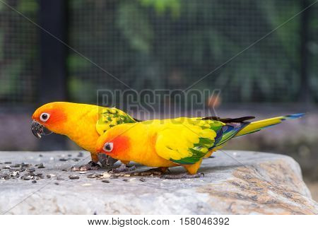 Couple of Little Orange parrot is eating on a rock