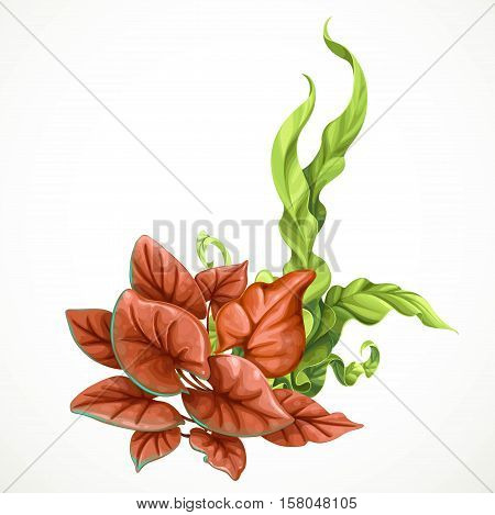 Sea Brown And Green Algae Sea Life Object Isolated On White Background