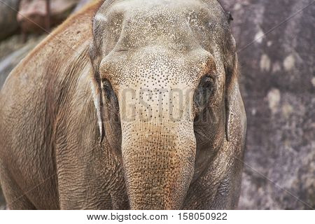 asiatic elephant looking in the eyes. Close-up on face.