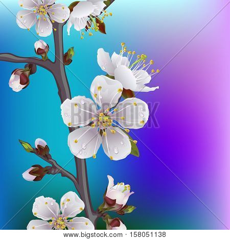 Flowering branch of apricot. Beautiful spring background.