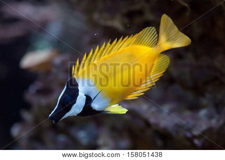 Foxface rabbitfish (Siganus vulpinus). Marine fish.