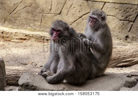 monkey Macaque was sunbathing in zoo Park