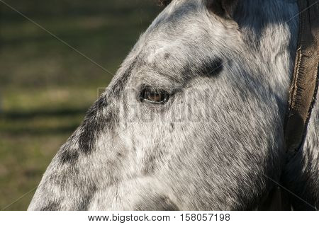 Head of gray mountain packhorse closeup on nature background