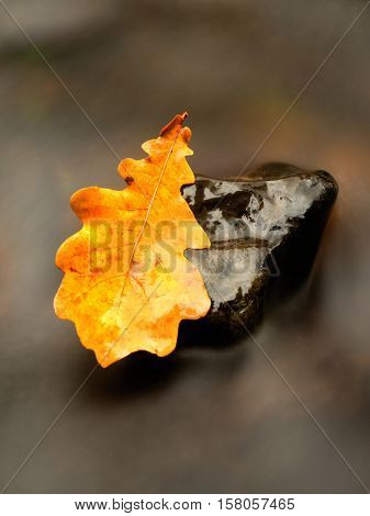 Detail Of Rotten Old Oak Leaf On Basalt Stone In Blurred Water