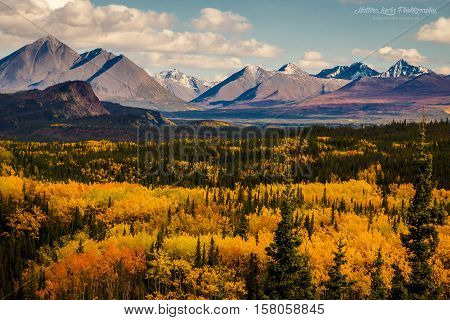 Autumn colors in Denali NP, Alaska, USA