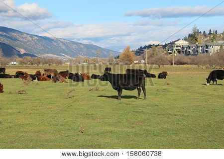 Cows grazing in farm with green grass, trees, buildings, bright blue sky and mountain background.