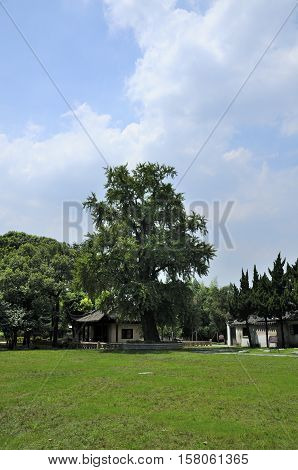 A 1500 year old gingko biloba tree at Baosheng Temple in Luzhi Town in Jiangsu province China.