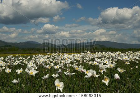 White flower field with clouds in the sky