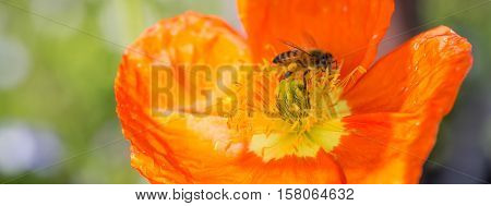 Bee collecting nectar and pollen in sacs on Iceland Poppy flower. Santa Clara County, California, USA.