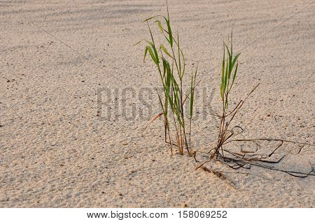 Green grass grawing on the yellow sand