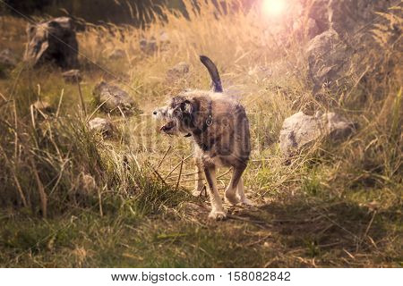 Happy senior mongrel dog on a walk