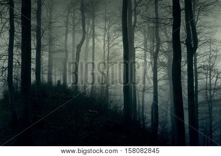 Foggy dark forest with a black slope