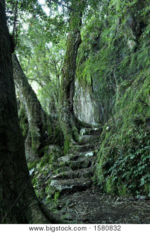Path Through The Rainforest