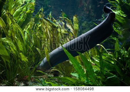 Electric eel (Electrophorus electricus). Freshwater fish.