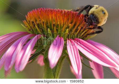 Pan Bumble Bee na Echinacea