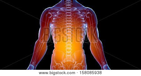 X ray human male female body. Anatomy concept. Isolate, 3d render.