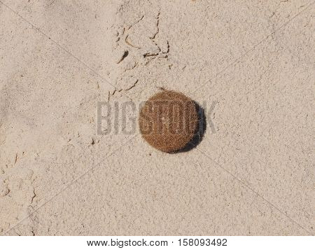 The rolled-up hair ball lies on clean sand