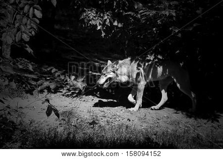 European grey wolf walking through the forest. Black and white moody photo