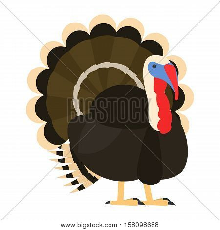 flat bird isolated on white background, beautiful vector illustration turkey, meleagris gallopavo