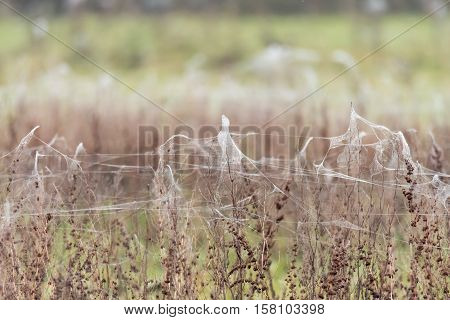 Sheets of spider webs and spiders on vegetation after floods. Rising water levels force spiders to retreat from grass to higher plants covering them in silk on UK farmland