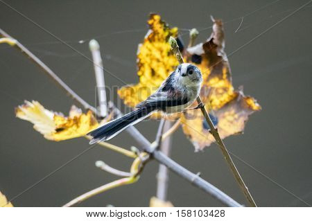 Long-tailed tit (Aegithalos caudatus) perched on twig. Bird in the family Aegithalidae common throughout Europe and Asia sitting in front of yellow autumn leaves