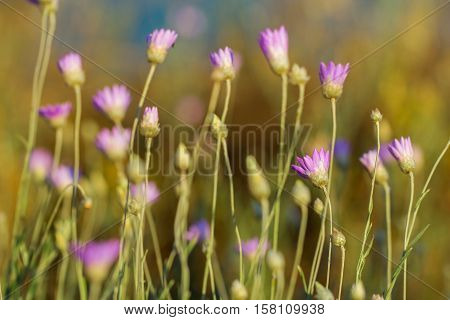 Field of xeranthemum annuum - flowering plant species also known as annual everlasting or immortelle. Native to eastern Europe and western Asia