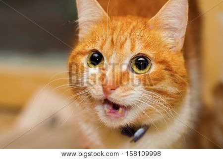 Talking red cat closeup portrait. The cat is serious and his expression is serious
