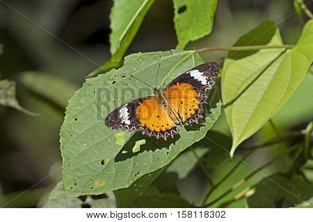 Orange Lacewing Butterfly in Assam India in the forest