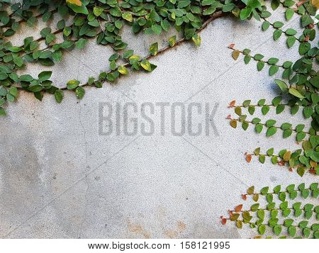Coatbuttons or Mexican daisy on concrete wall copyspace
