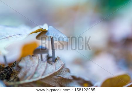 Macro Of Small Uneatable Mushrooms Growing In Autumn Forest