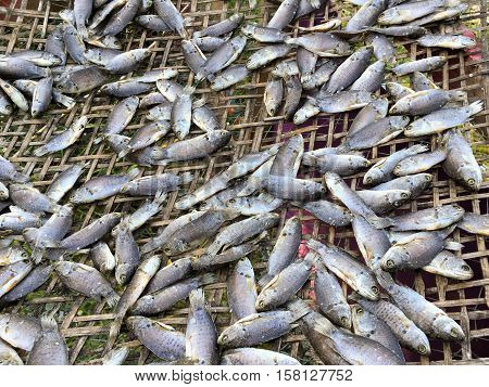 dry anabas testudineus fish on bamboo floor