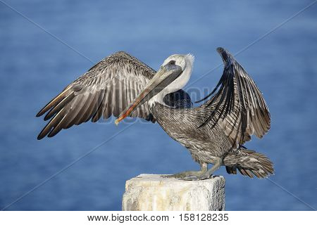 Immature Brown Pelican Stretching Its Wings - Florida