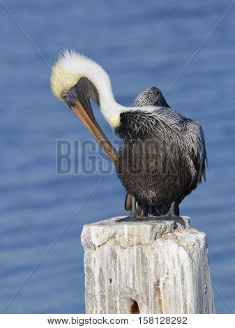 Brown Pelican Preening Its Feathers On A Post - Florida