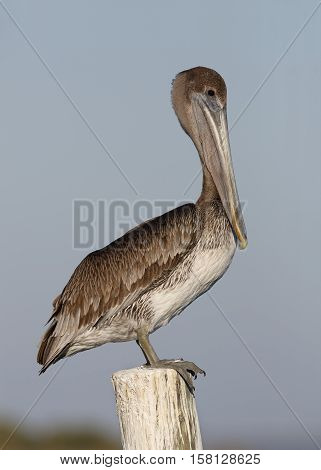 Immature Brown Pelican Perched On A Dock Piling - Florida