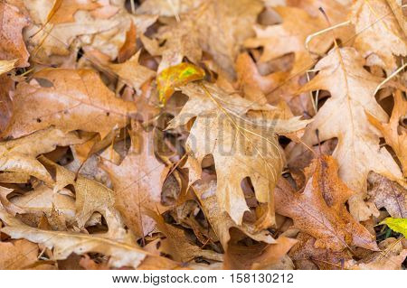 Dry Oak Leaves Lying On Ground