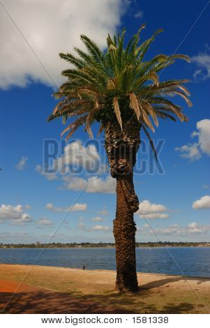 alberi blue skies Swan River Perth 