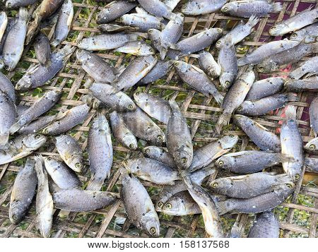 dry anabas testudineus fish on bamboo floor