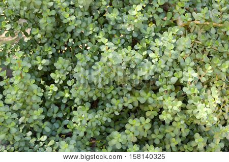 fresh green bacopa monnieri plant in nature garden