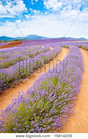 Agriturismo lavanda