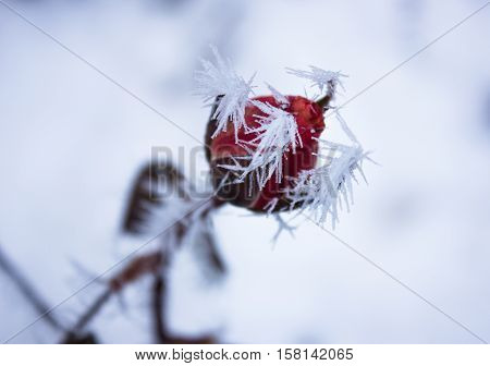 beautiful rose bud with thorns in the frost. winter.