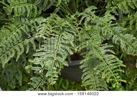 fresh green asplenium thunbergii fern in nature garden