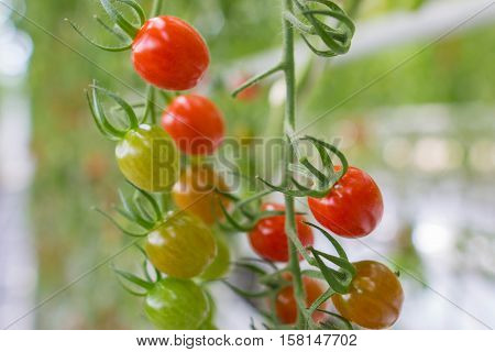 fresh and healthy organic hydrophonic cherry tomatoes in grasshouse farm