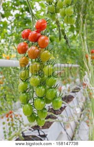 fresh and healthy organic hydrophonic cherry tomatoes in grasshouse farm