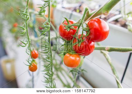fresh and healthy organic hydrophonic cherry tomatoes in grasshouse farm