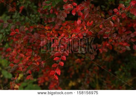 Brilliant color in details of fall leaves turned for autumn season