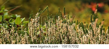 Field of whitet and pink heather close-up